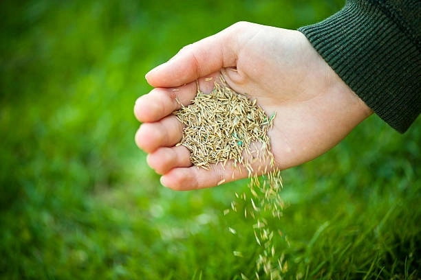 'Canberra' Lawn Seed Blend 5kg