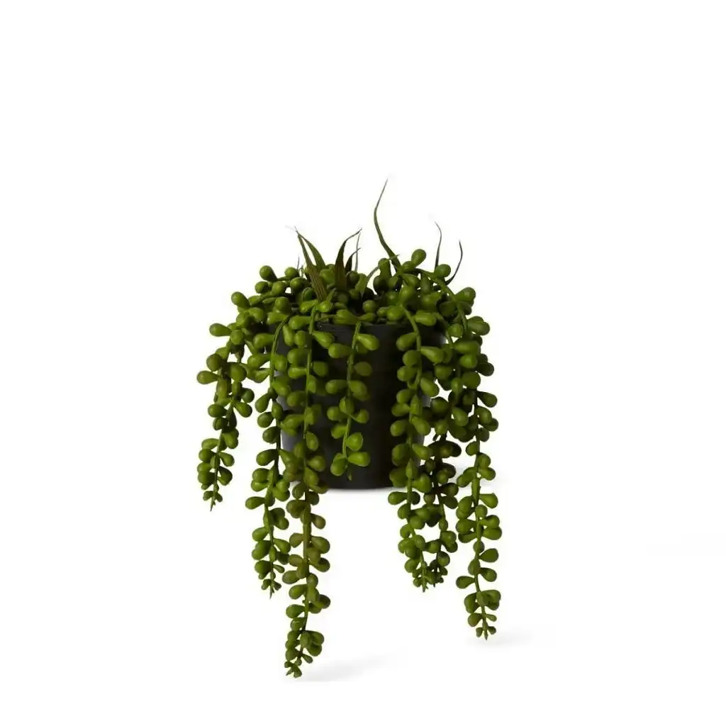 Elme String of Pearls Potted - Green - 14x14x23cm
