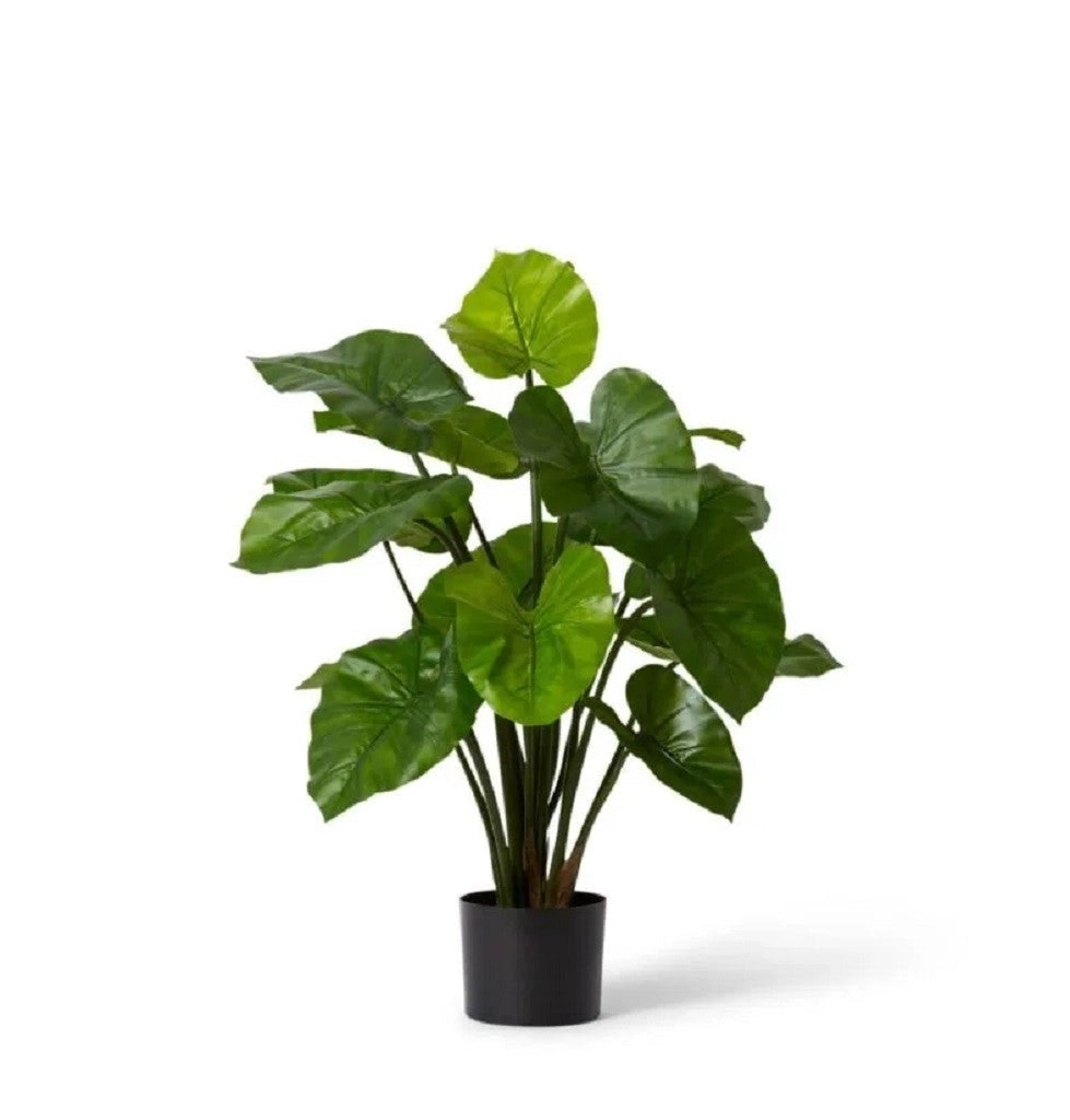 Elme Alocasia Lily Potted Green 40x40x80cm