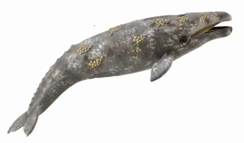 Collecta - Gray Whale Extra Large Animal Figurine
