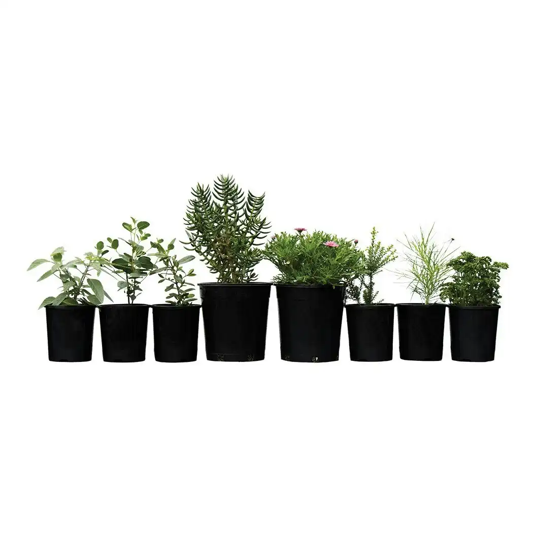 Garden Starters Assorted Plants Range