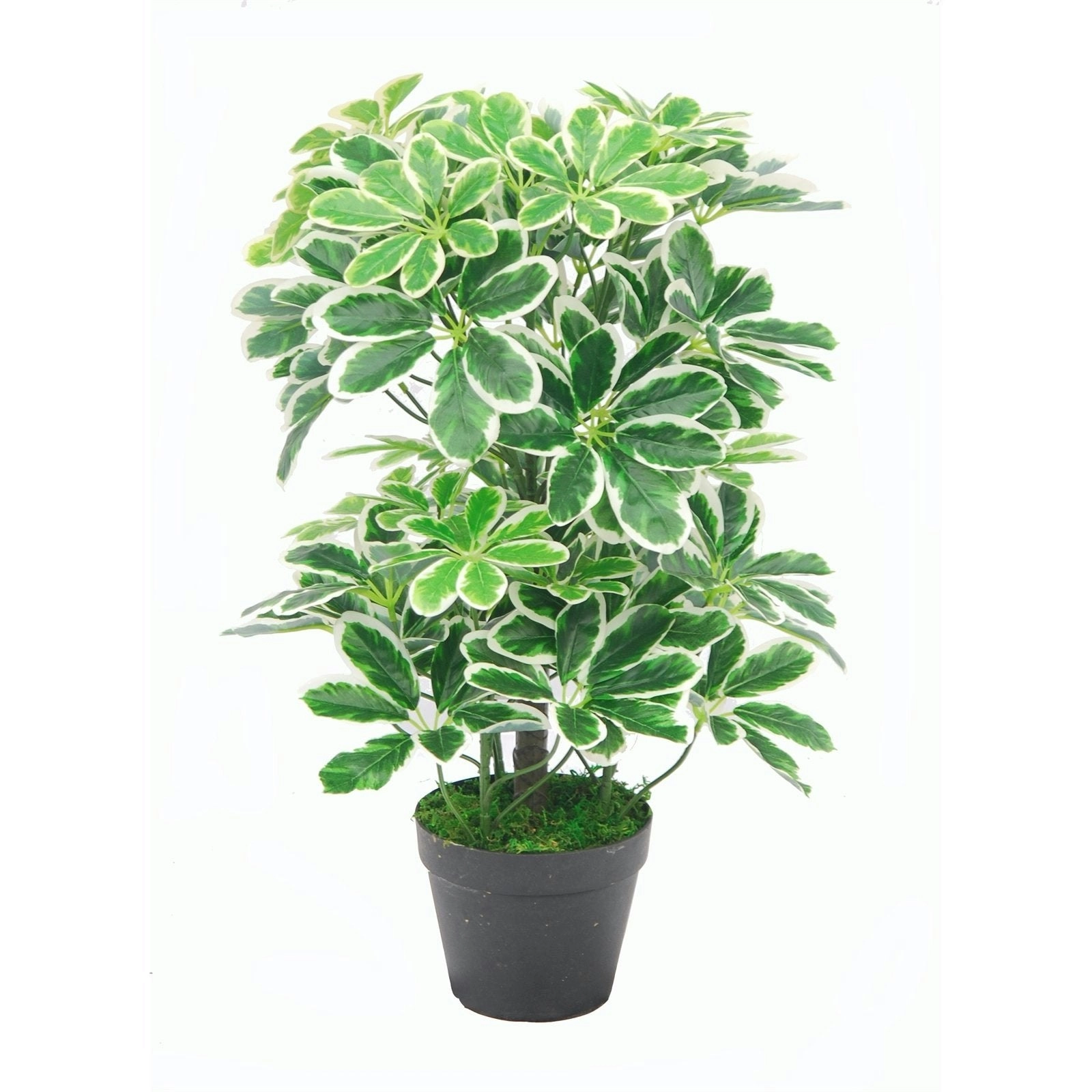 Artificial Umbrella Plant 60cm