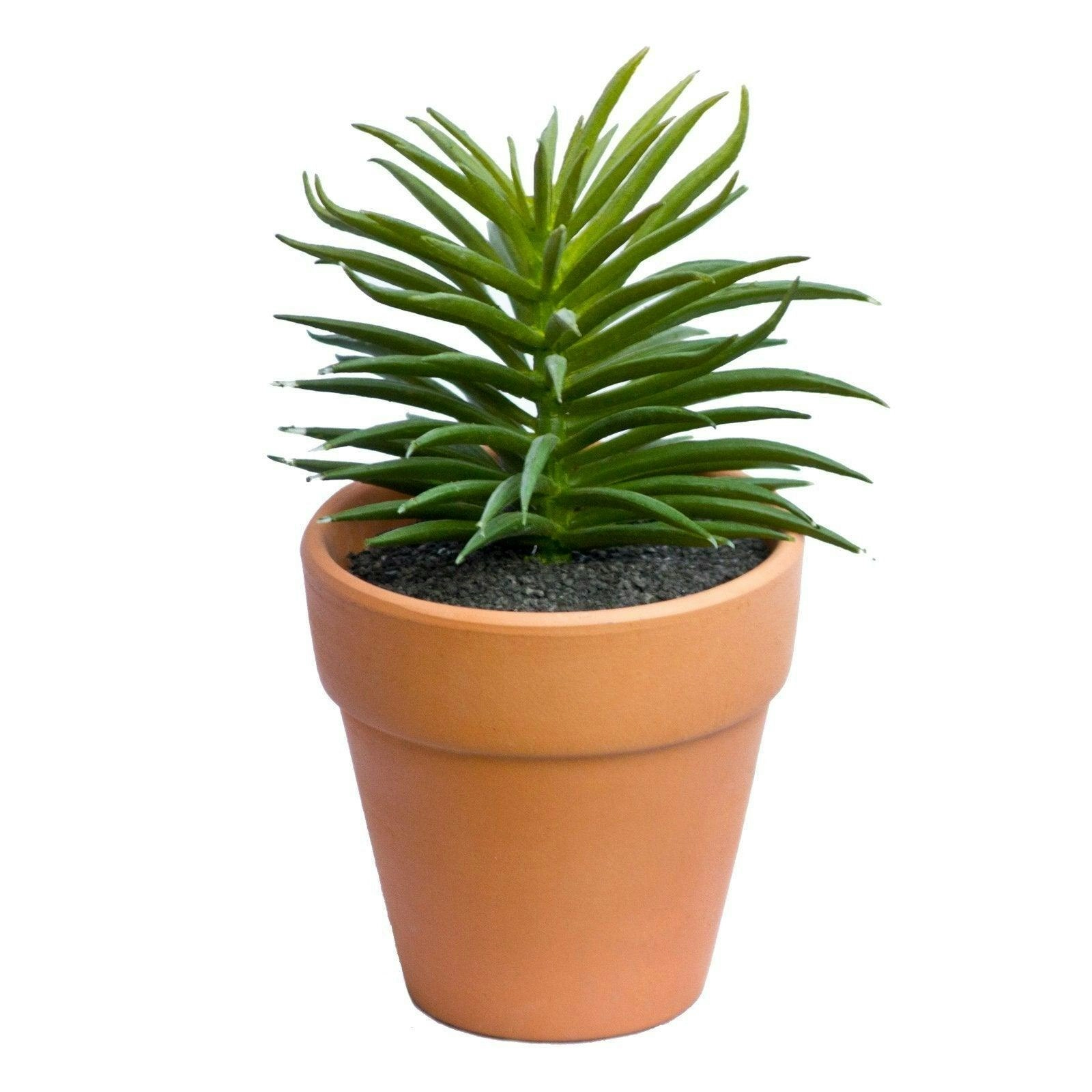 Artificial Succulent Collection Terracotta 14cm