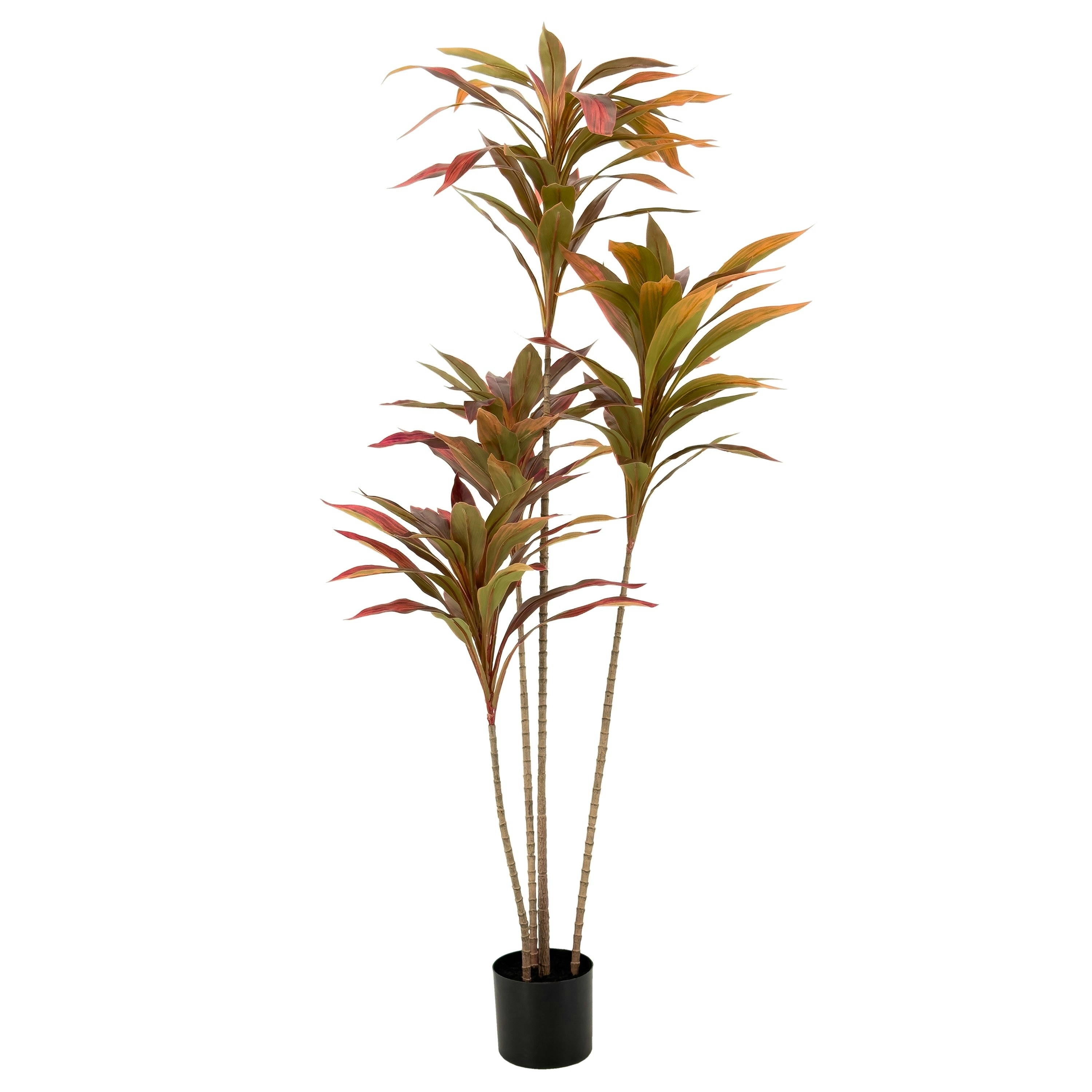 Dracaena Plant with red leaves 150cm