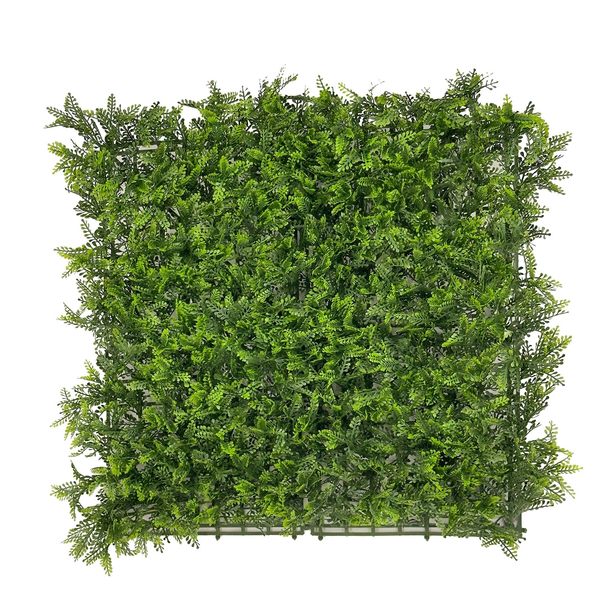 Artificial Hedge - Mimosa Fern - 50x50cm