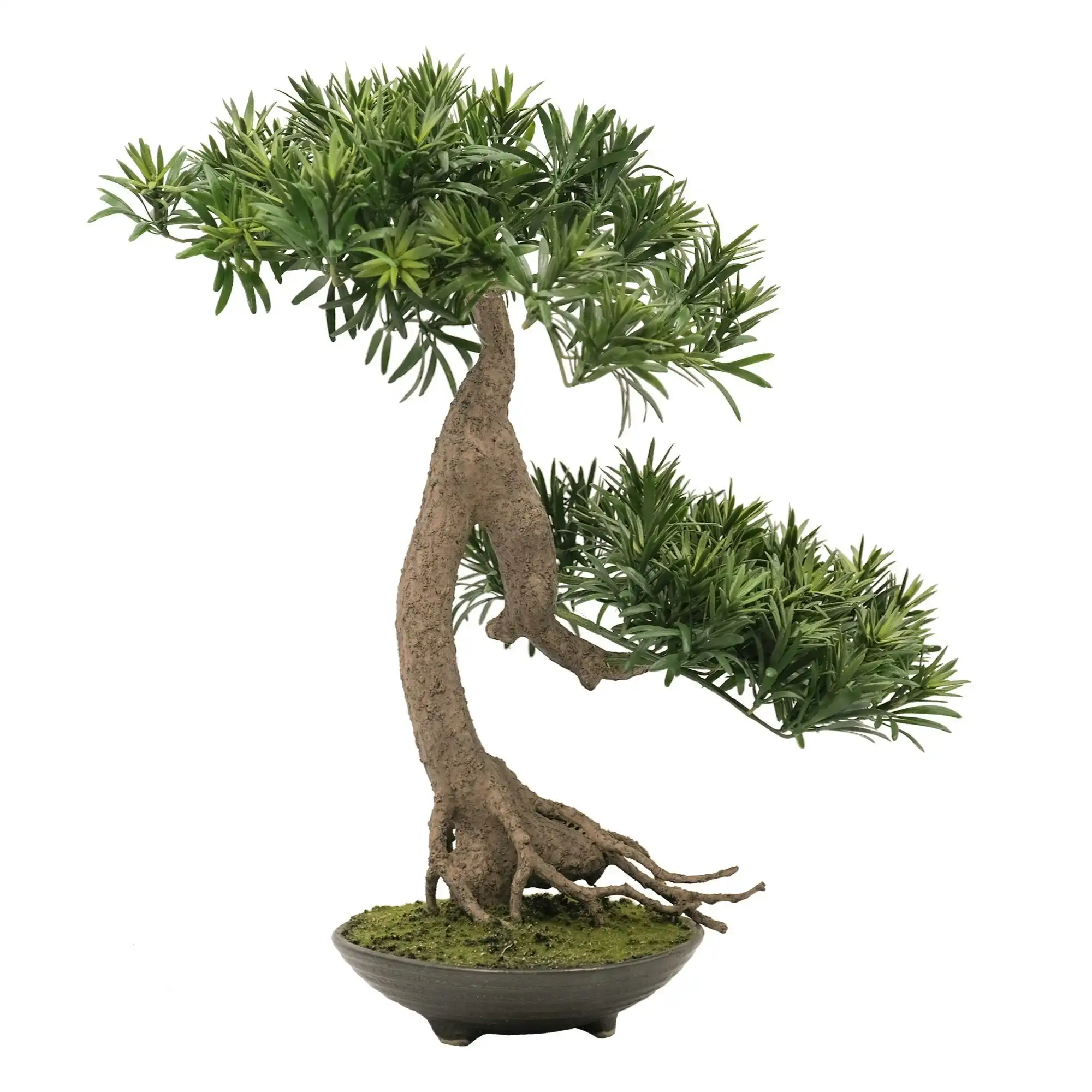 Artificial Plant Buddhist Pine Bonsai - Slanting Exposed Root Fusion (Shakan-Neagari) 60cm