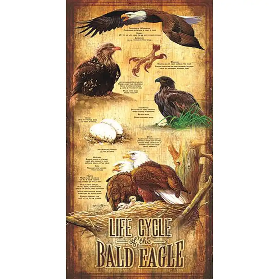 Lifecycle of the Eagle 500 pc- Jigsaws
