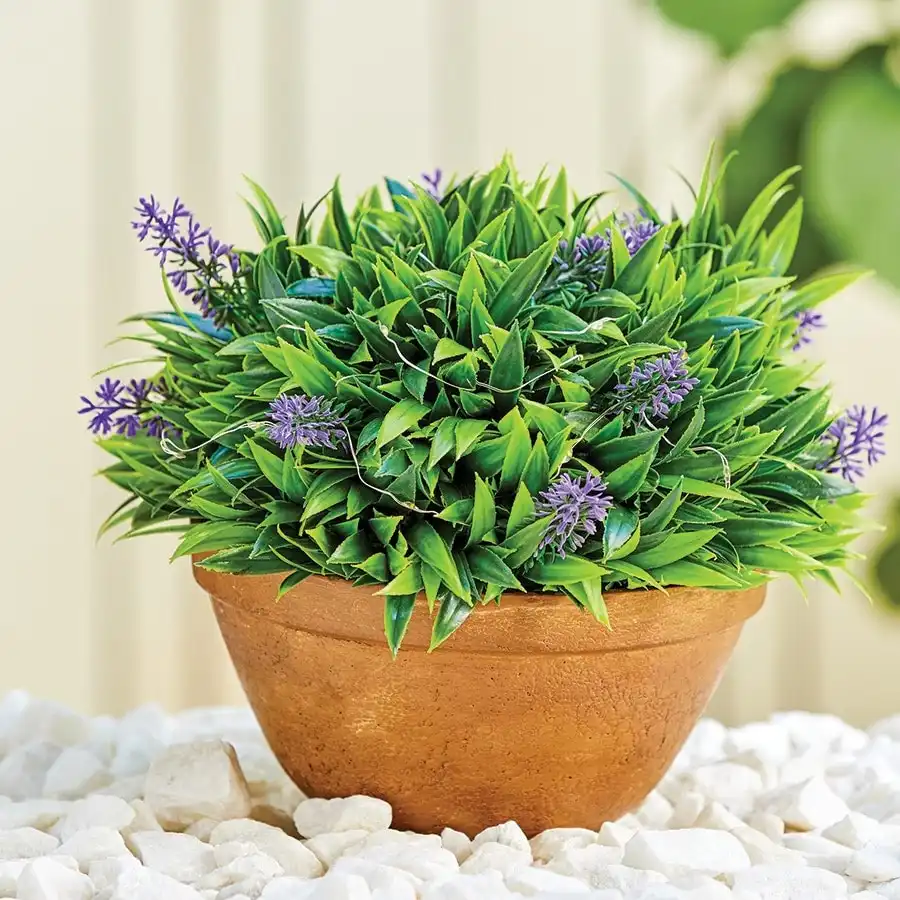 Lavender Pot Solar