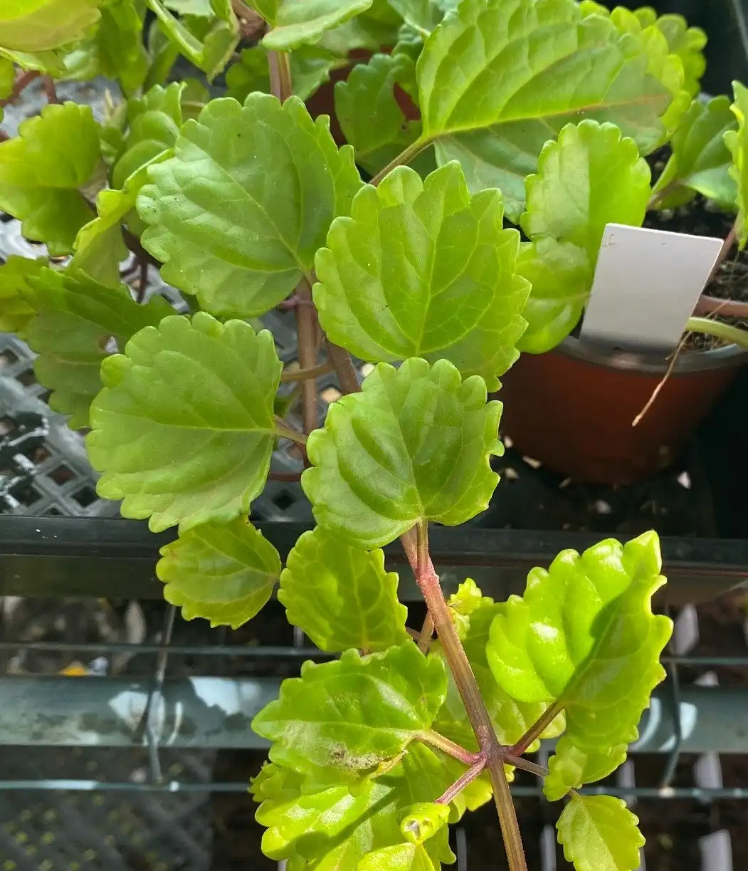 Swedish Ivy House Plant tube stock or potted