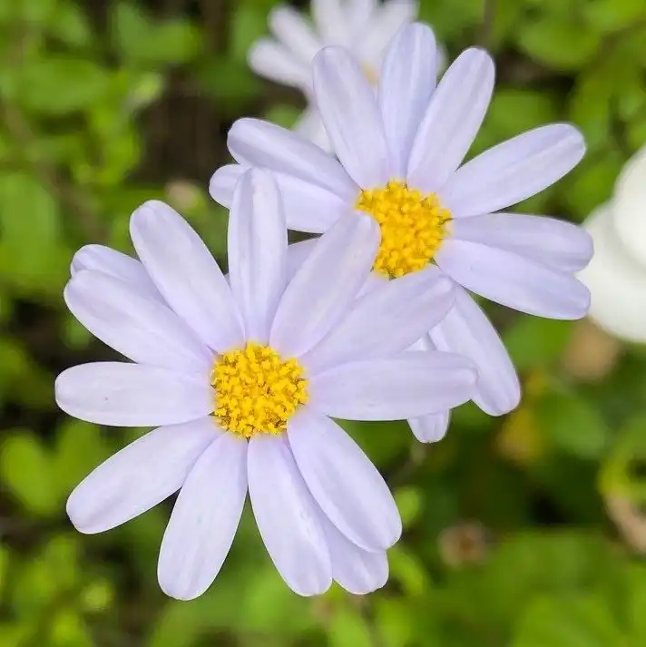 Blue Marguerite Daisy cuttings or potted (Hardy)..