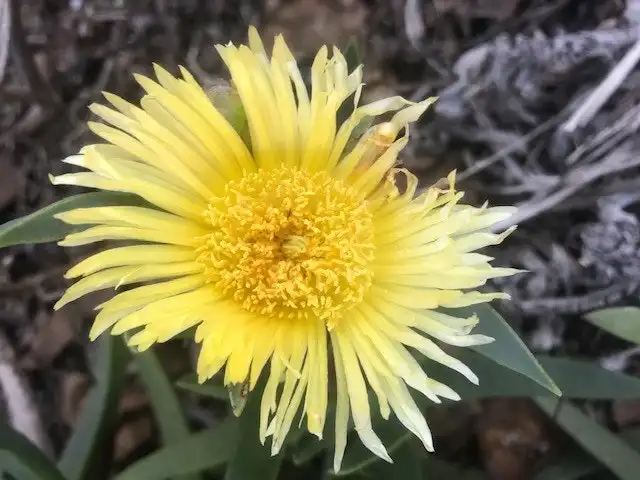 Large Pig-face Plant Huge 10cm Flowers..