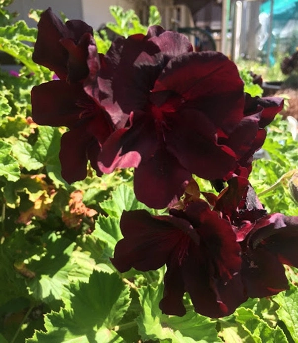 Geranium/Pelargomium Burgundy cuttings or potted plant..