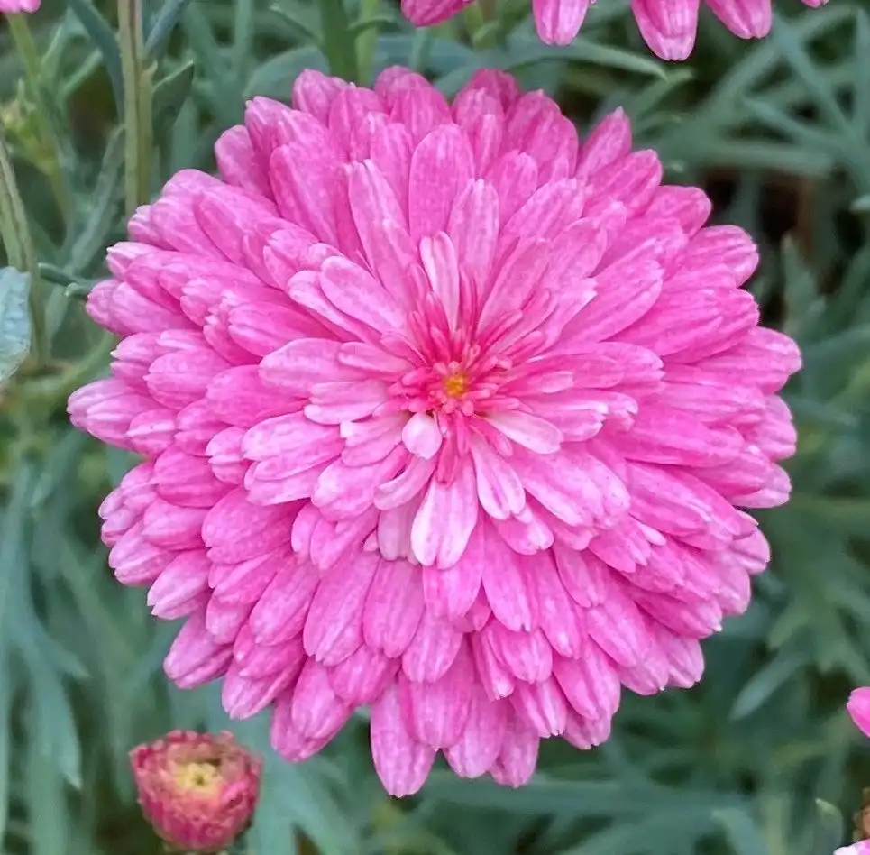 Federation Daisy Sunday Best cuttings or potted live plant