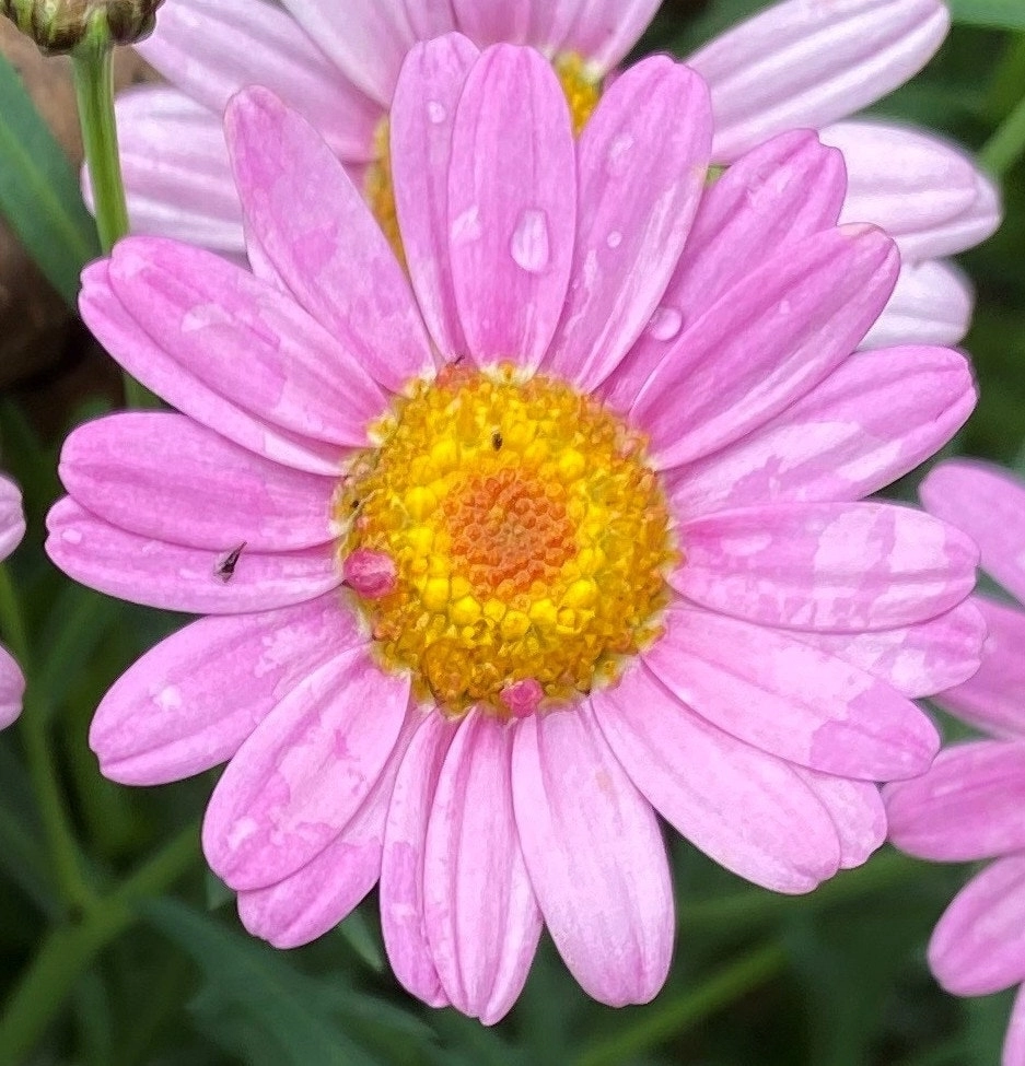 Marguerite Daisy LaRita Rose Daisy