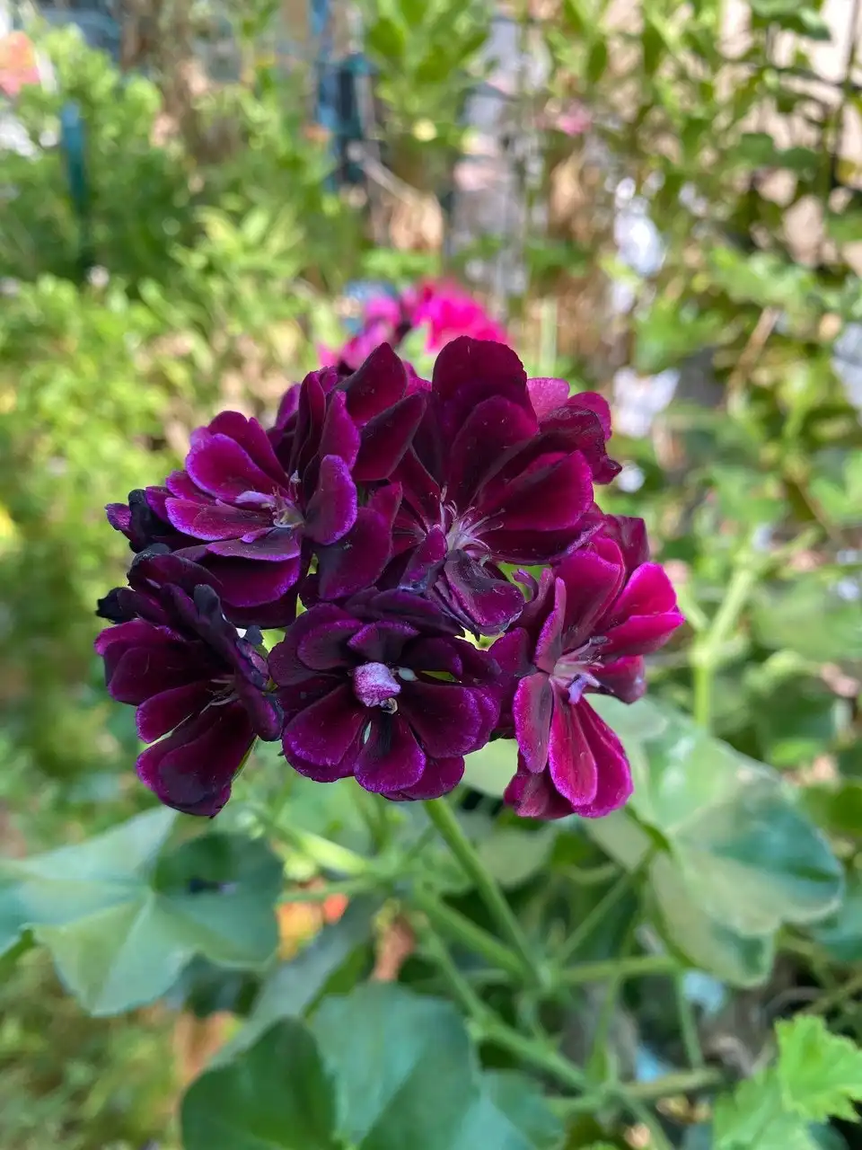 Ivy Geranium Imperial Burgundy Live Cuttings or Potted Plant