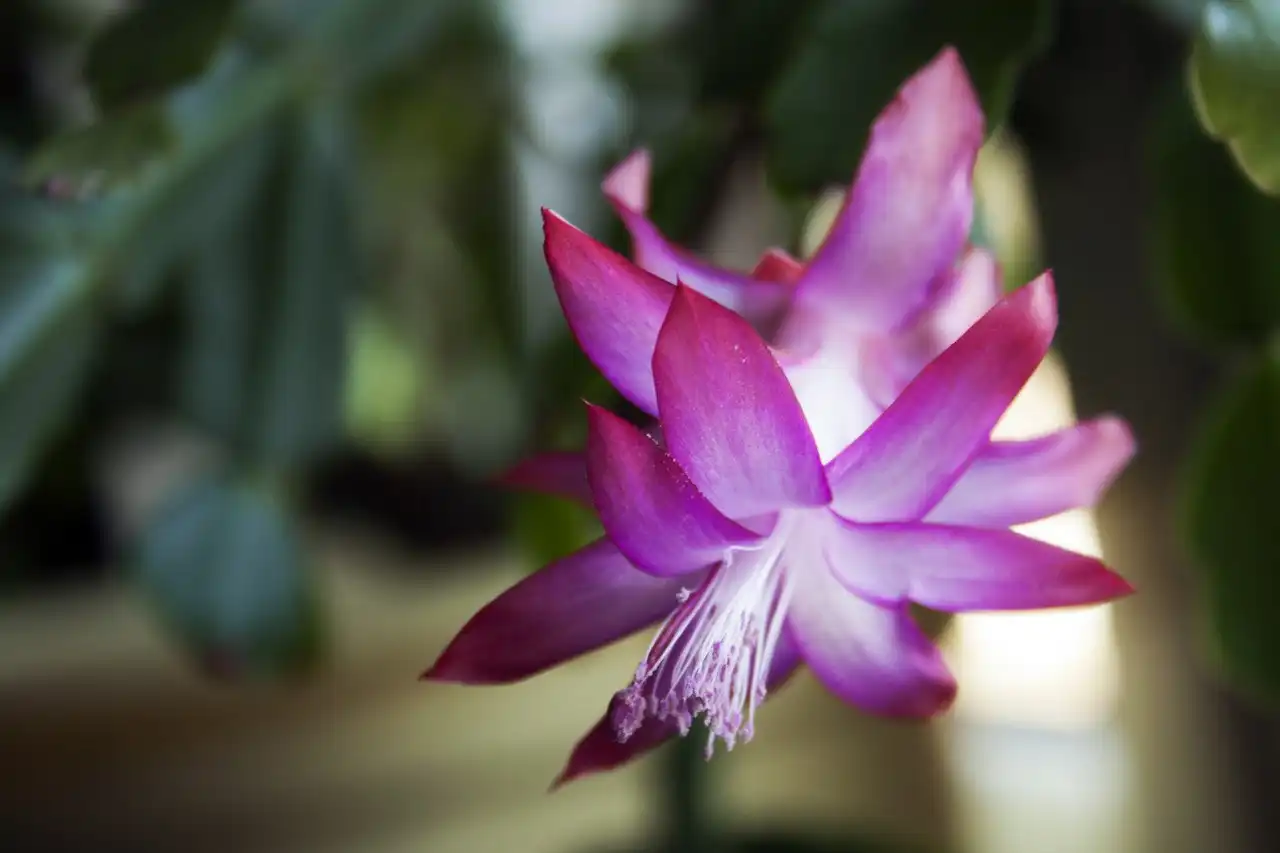 Christmas Cactus Succulent Schlumbergera Live Plant