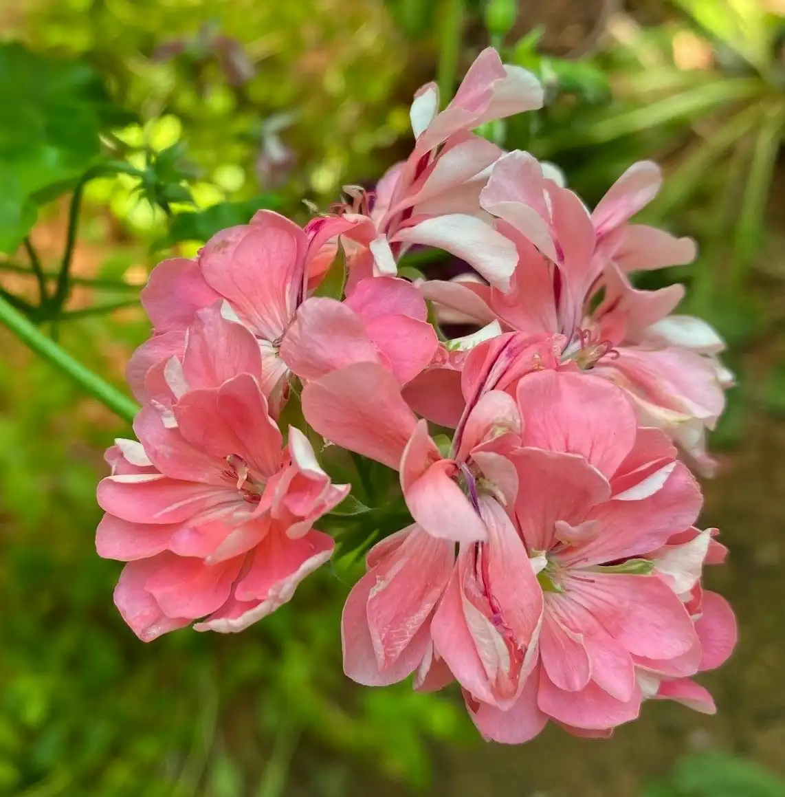Ivy Geranium Pretty Light Pink Live Tubestock or Potted Plant