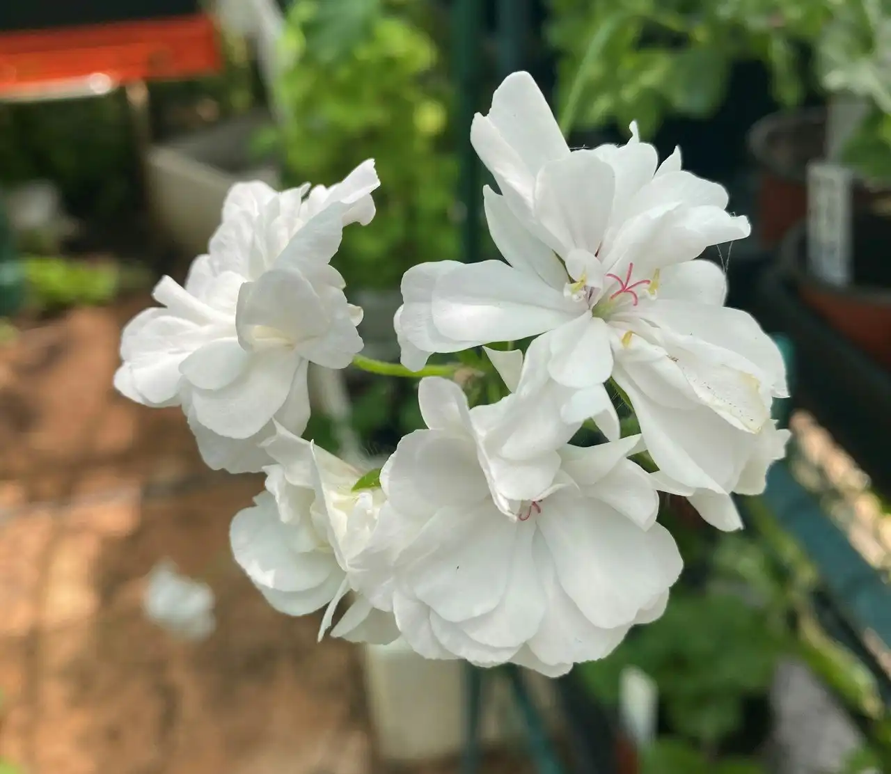 Ivy Geranium White Live Tubestock or Potted Plant