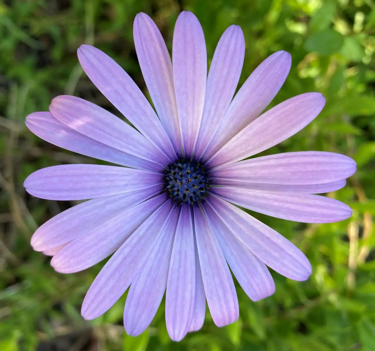 Osteospermum Light Purple Live Plant