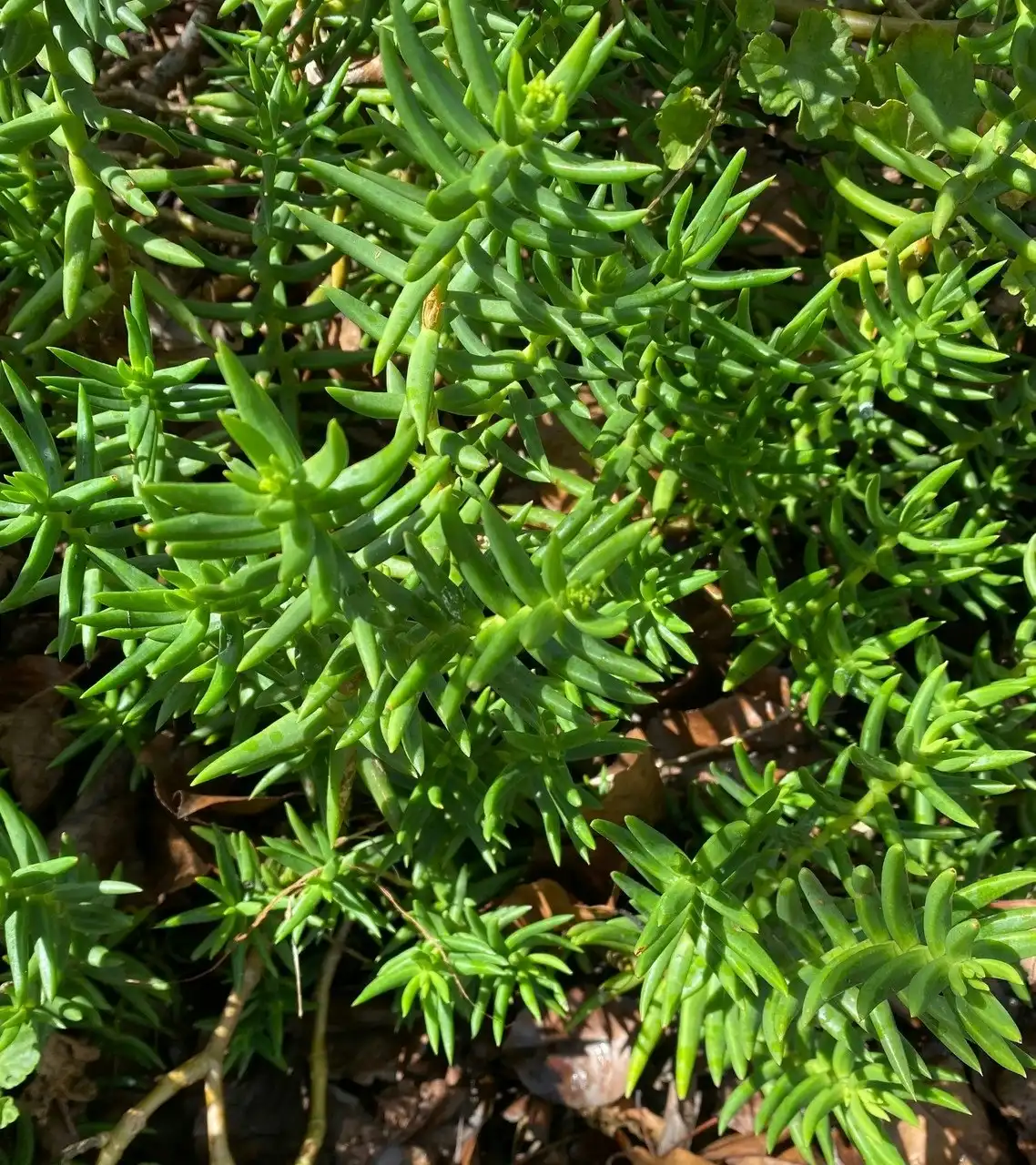Crassula tetragona Mini Pine Tree Succulent Live Plant