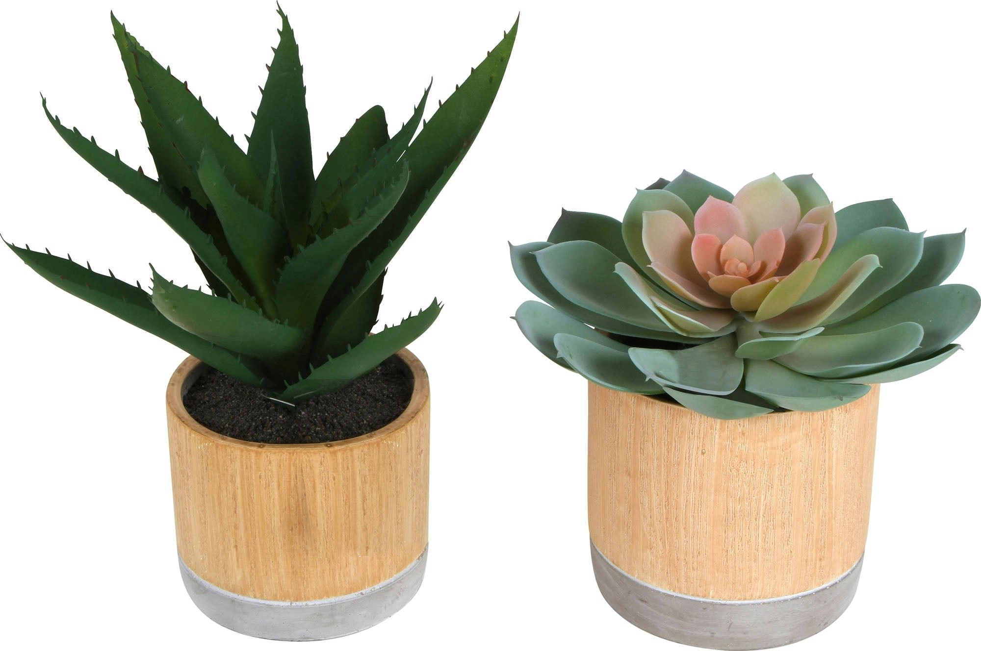 Sensi Succulents In Hex Pot 17-22cm 2 Asst