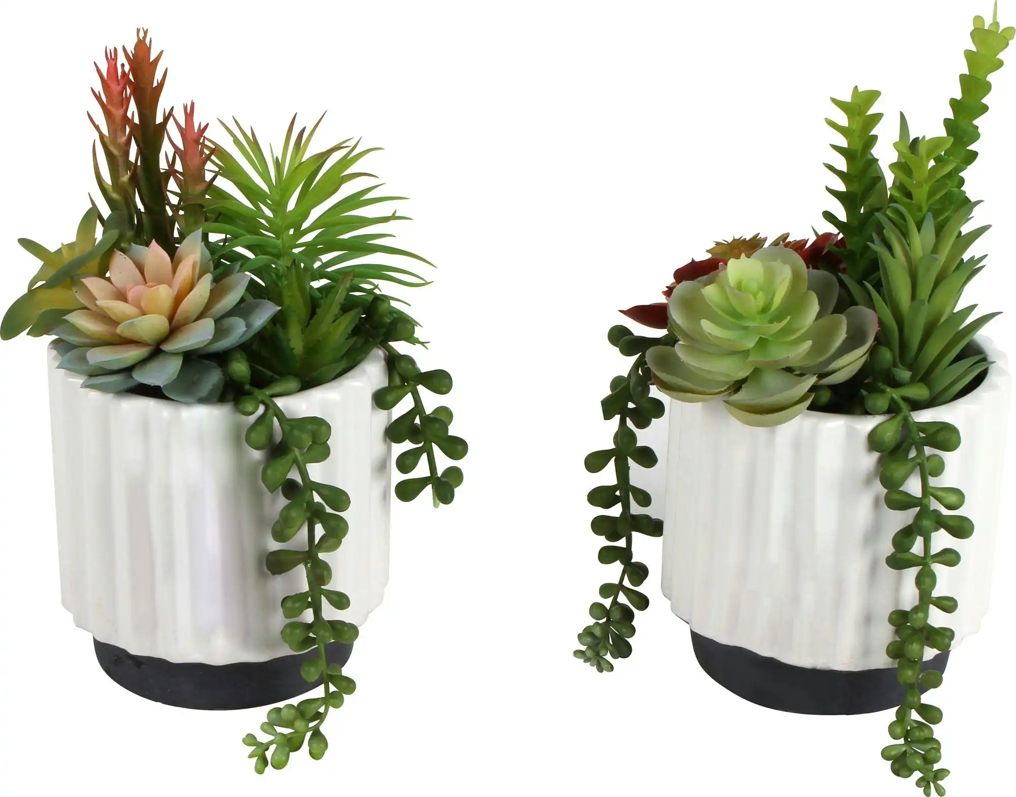 Sensi Succulents In Hex Pot 21cm 2 Asst