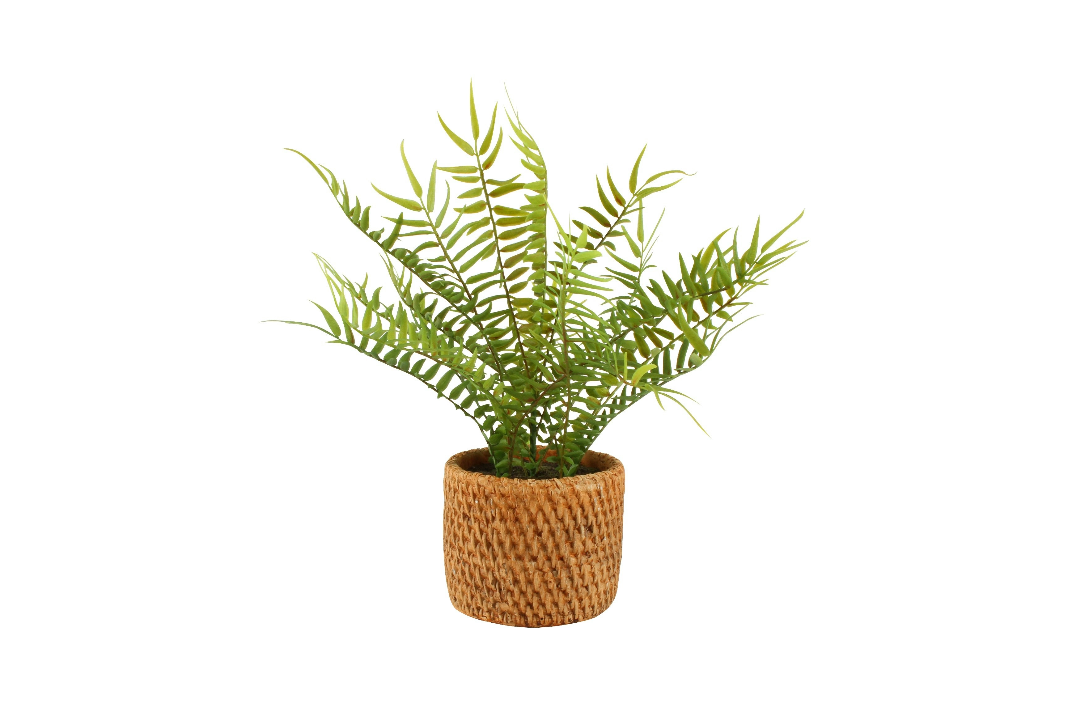 Fern In Ceramic Weave Pot 30 x 11 x 11cm