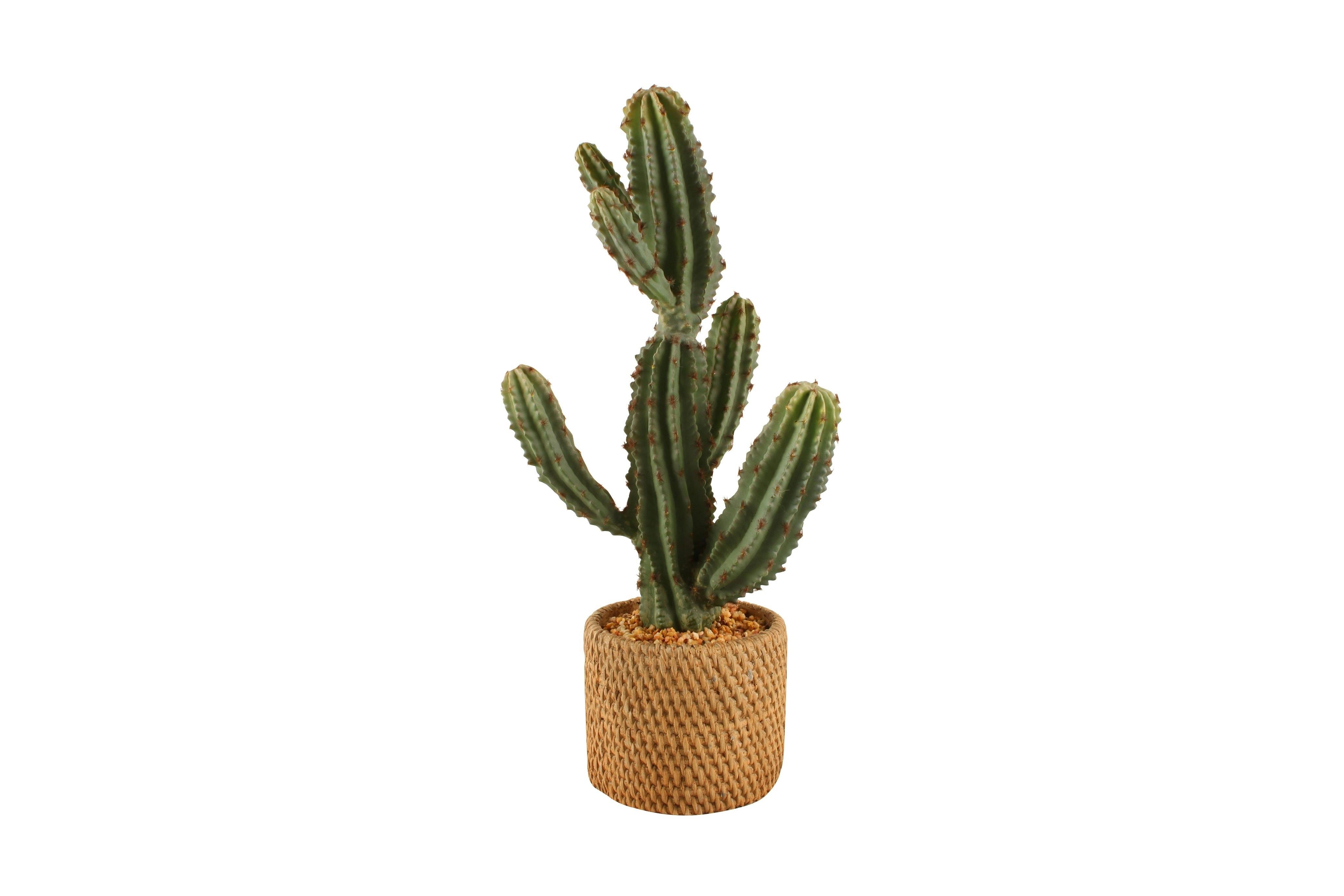 Cereus In Ceramic Weave Pot 47cm