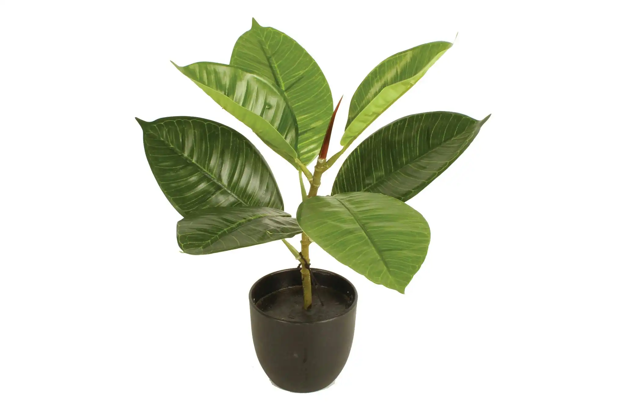 Potted Rubber Plant 30cm