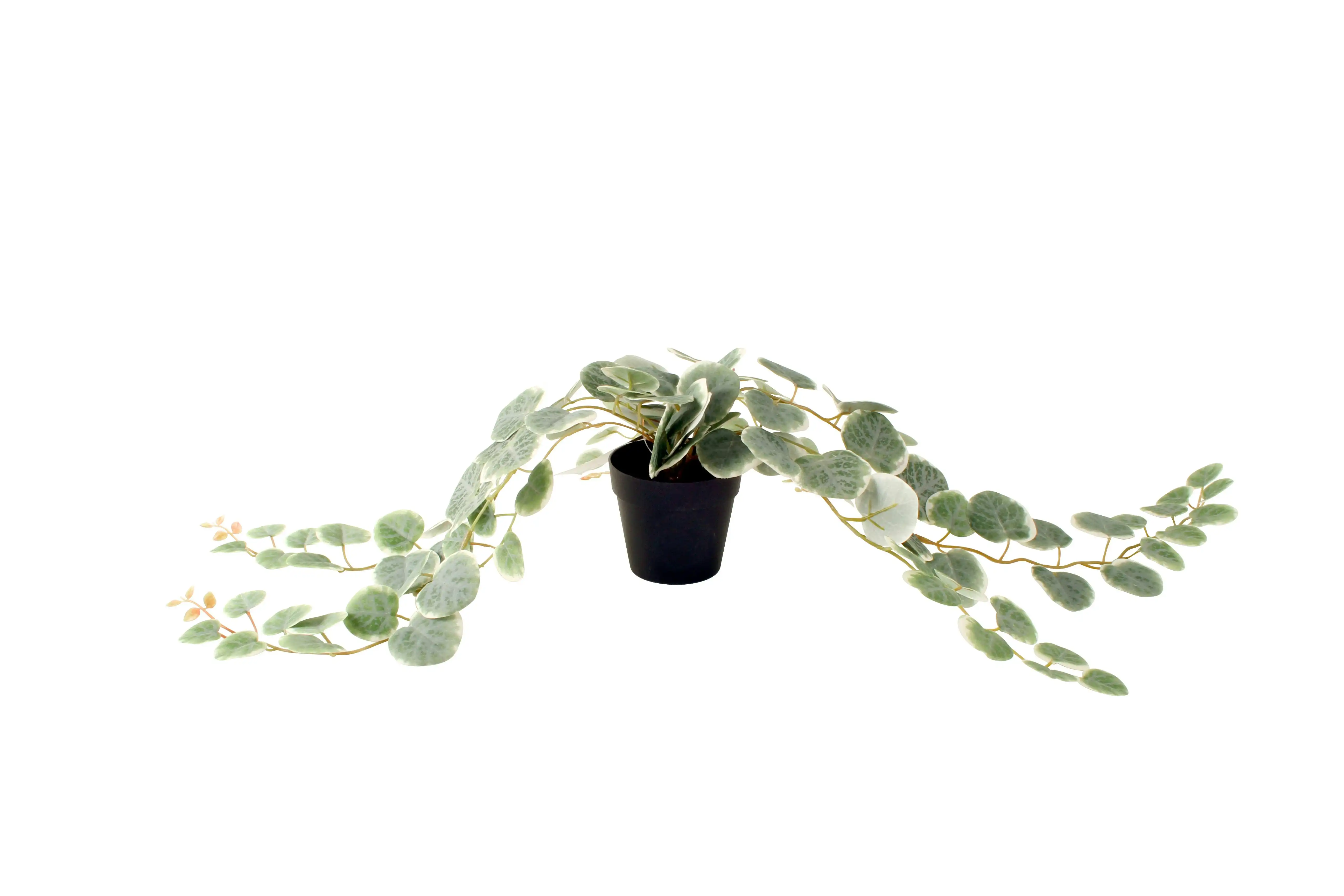 Peperomia Plant In Black Plastic Pot 63 cm