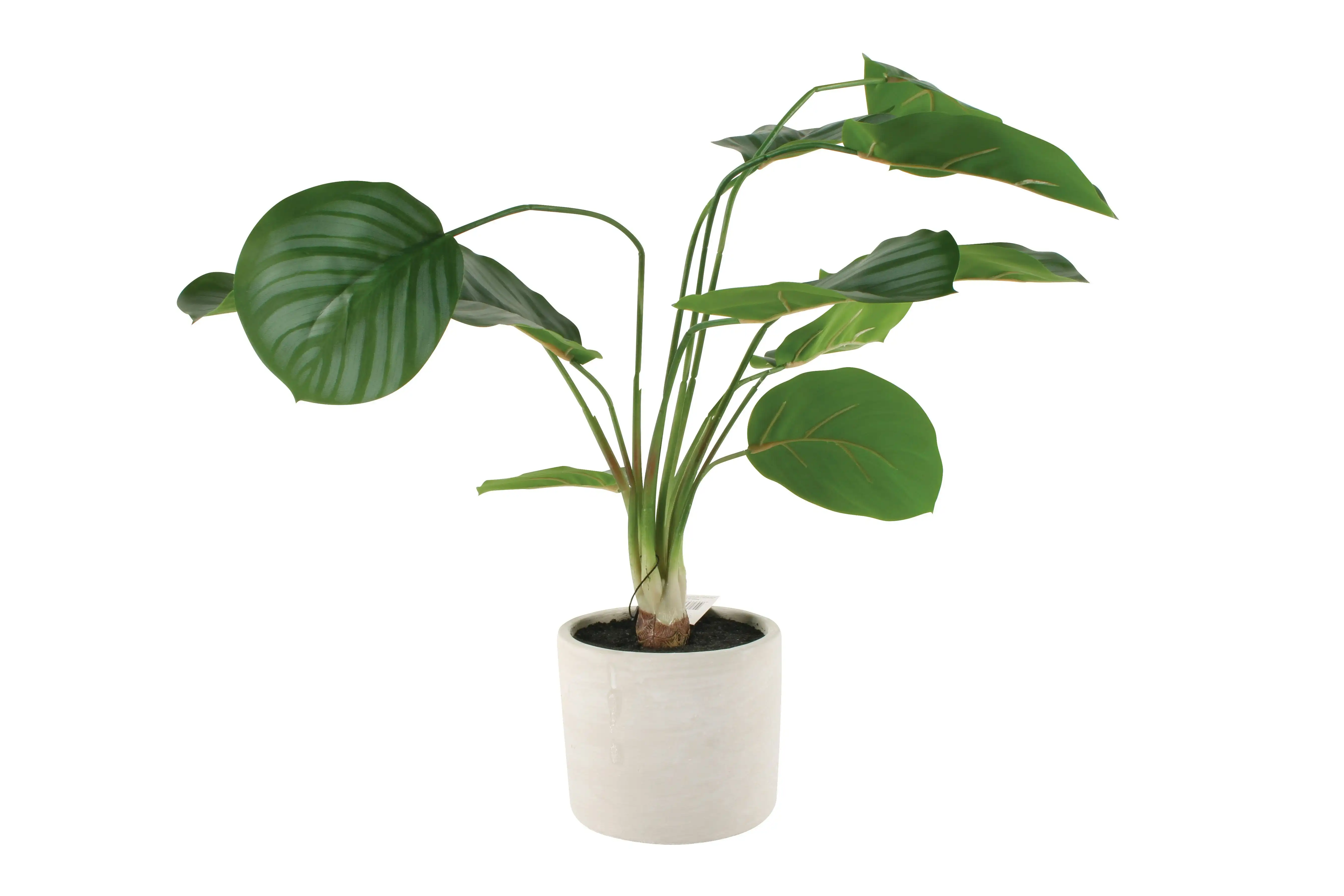 Arrowroot Real Touch Plant In Concrete Pot 56cm