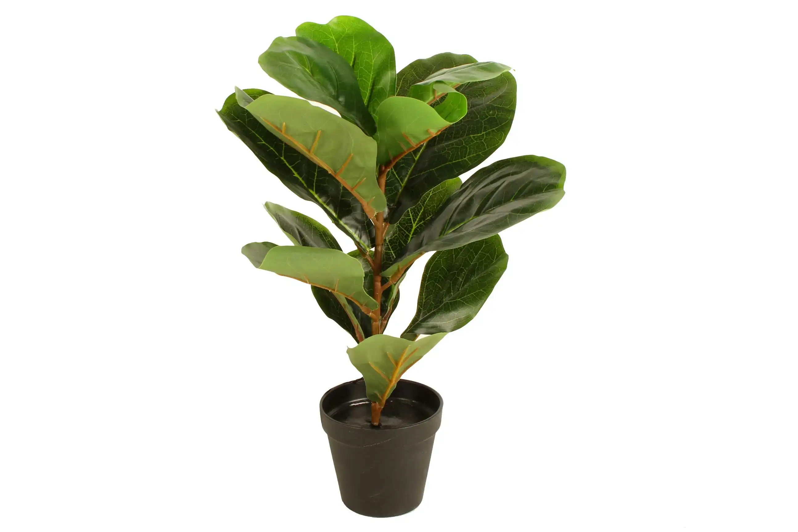 Potted Fiddle Leaf 45cm