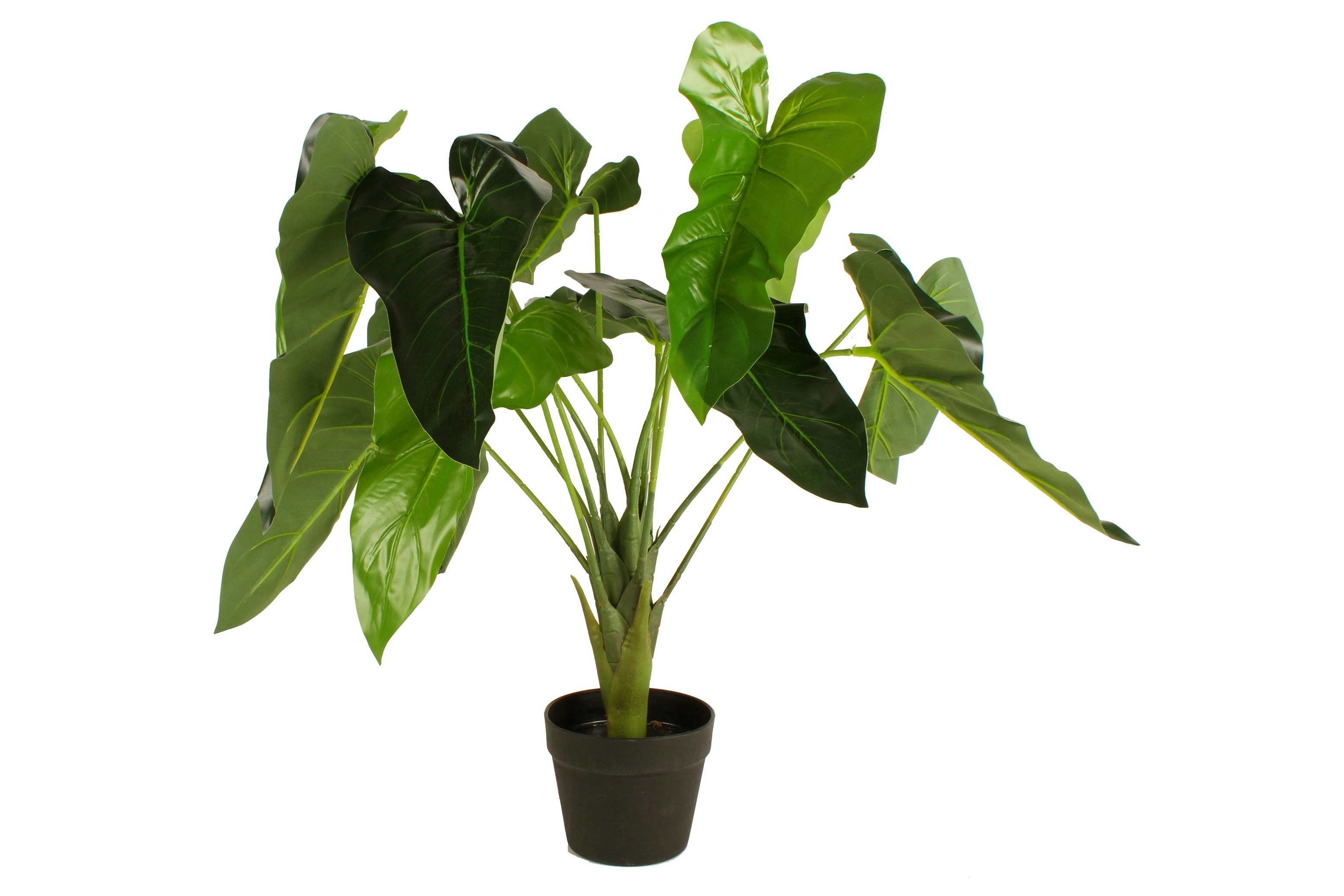 Potted Green Arrow Arum Tree 70cm