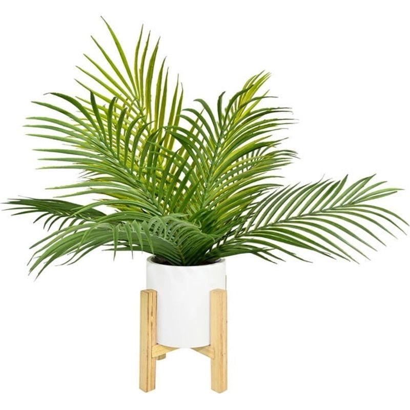 Fern in White Pot on Stand