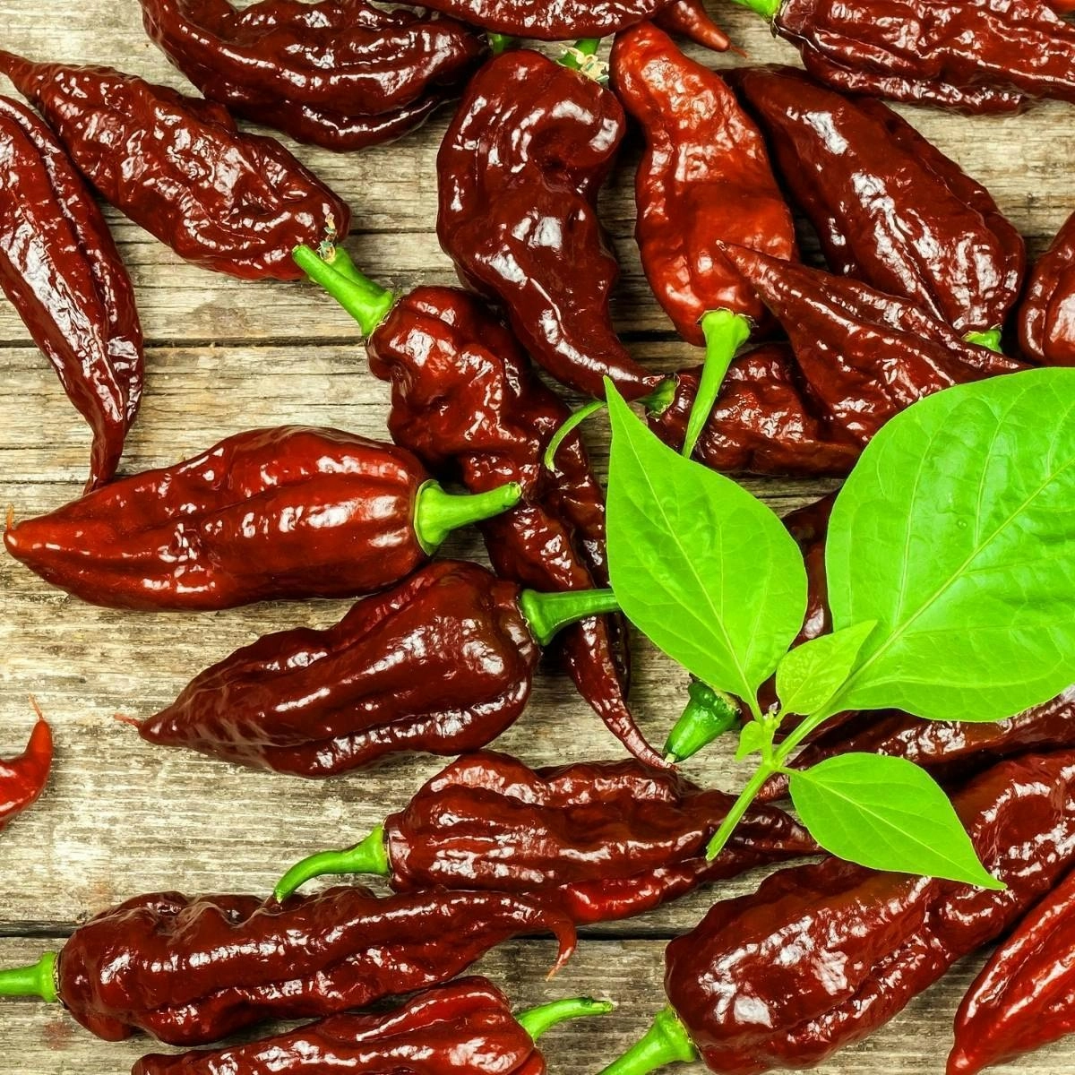 Chilli- Chocolate Bhutlah