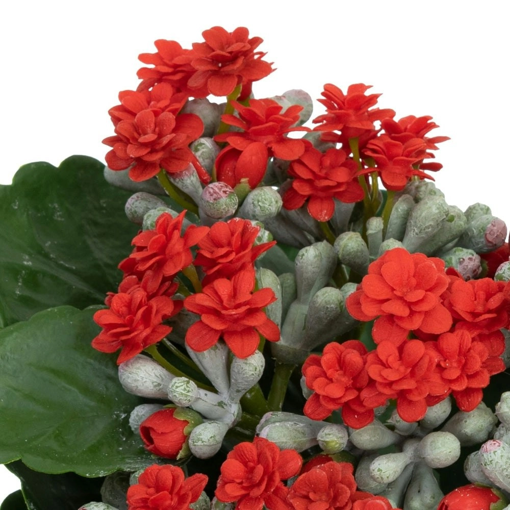 Glamorous Fusion Set Of 2 Kalanchoe Artificial Fake Plant Decorative Arrangement In Pot 20cm Green & Red